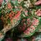 Aglaonema bisa tumbuh subur dengan pencahayaan tepat, media tanam gembur, dan penyiraman cukup. Simak cara menanam hingga memperbanyak aglaonema. (dok. David Clode/Unsplash)