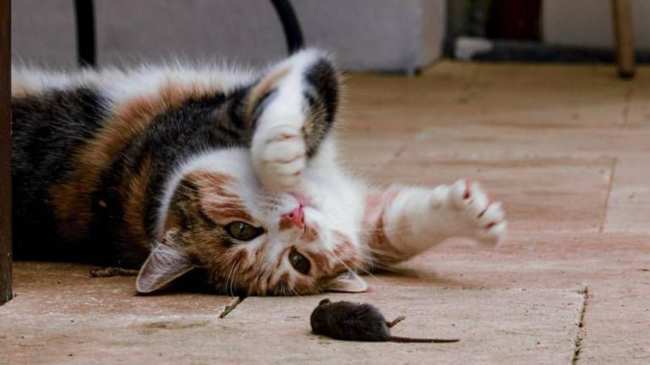 60 Nama Kucing Bahasa Korea, Unik dan Memiliki Makna yang Indah untuk Sahabat Anabulmu