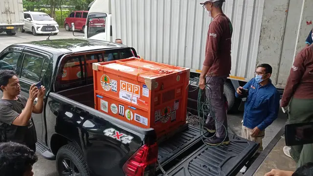 Orangutan Sumatera bernama Jodet