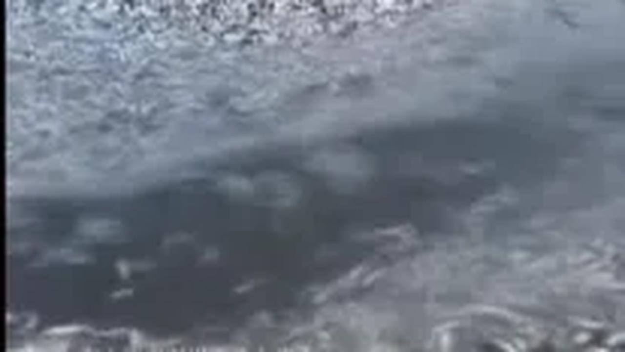 CEK FAKTA: Ribuan Ikan di Jepang Akibat Limbah Nuklir