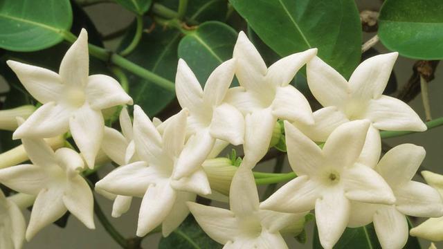 Bunga Stephanotis