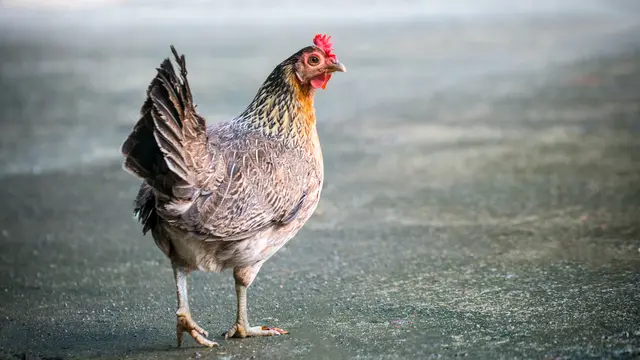 7 Arti Mimpi Ayam, Bisa Jadi Pertanda Mendapat Keberuntungan