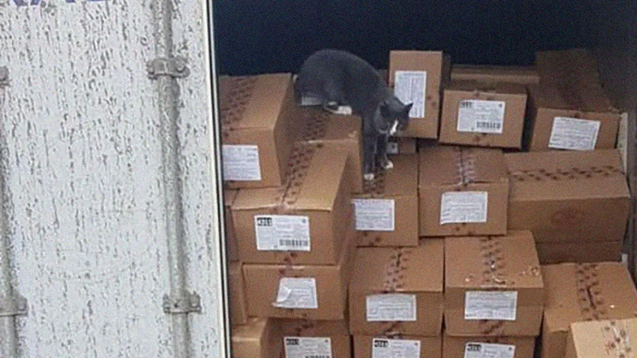 Terperangkap Dalam Kontainer 3 Minggu, Kucing Ini Bertahan Hidup dengan Makan Permen