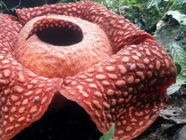 Gambar yang dirilis 3 Januari 2020, bunga Rafflesia Tuan Mudae yang mekar di Hutan Cagar Alam Maninjau, Kabupaten Agam, Sumatera Barat. Bunga Rafflesia ini tumbuh berdiameter 111 Cm, lebih besar 4 Cm dari yang pernah mekar dua tahun yang lalu di lokasi dan inang yang sama (HO/West Sumatra BKSDA/AFP)