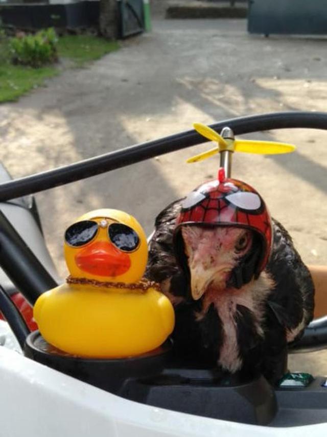 6 Helm untuk Ayam Ini Anti-mainstream, Bikin Ngakak