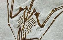 Spesies Baru Pterosaurus Tanpa Gigi Ditemukan di China