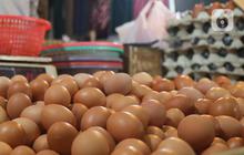 Jangan Salah Pilih, Ini Ciri-Ciri Telur Segar yang Layak Konsumsi