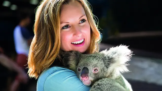 Koala Lone Pine Sanctuary