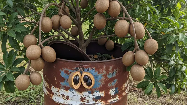 Rekomendasi Tanaman Buah dalam Drum Bekas yang Bisa Berbuah Sepanjang Tahun