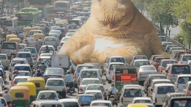 Cats in the town