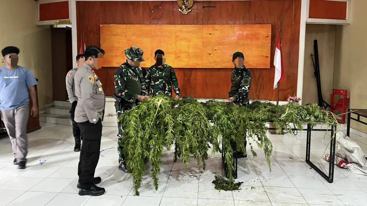 Tim Gabungan Satgas Damai Cartenz, Polres Pegunungan Bintang dan TNI Temukan Ladang Ganja saat Patroli Taktis