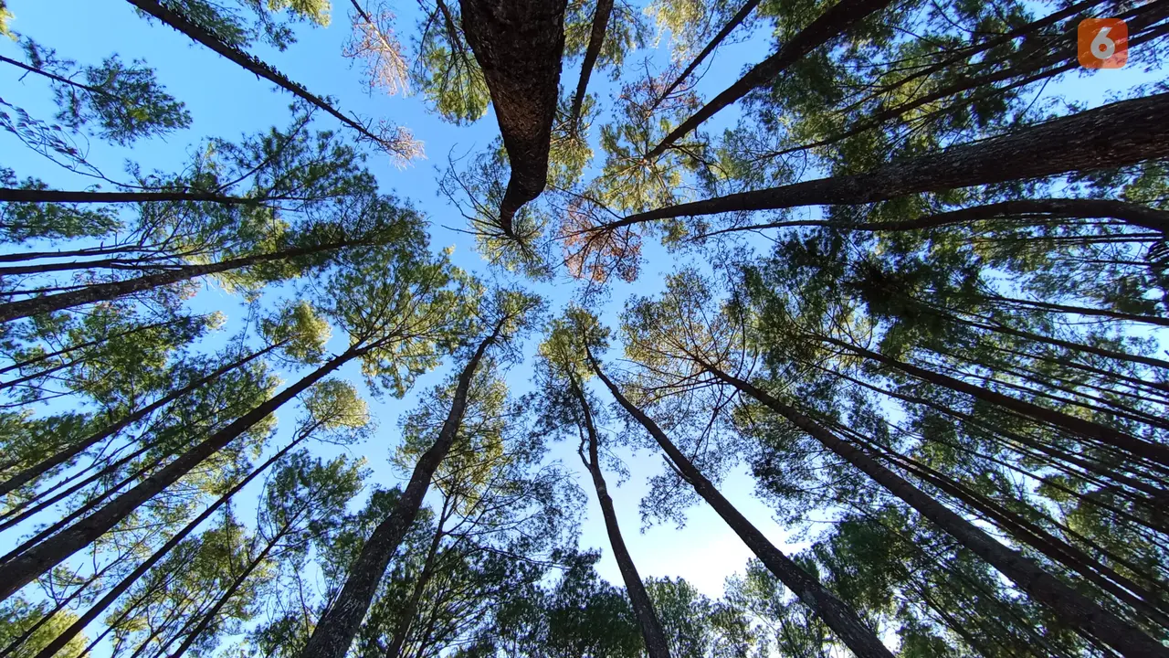 Wisata hutan pinus Motilango, Gorontalo