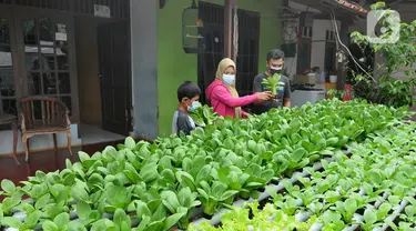 Warga melakukan panen sayuran pakcoy dengan sistem hidroponik di halaman rumahnya di Bojongsari, Depok, Jawa Barat, Senin (7/3/2022). Beragam tanaman hidroponik seperti pakcoy, selada dan bayam ditanam pada lahan sempit depan rumah setahun terakhir. (merdeka.com/Arie Basuki)