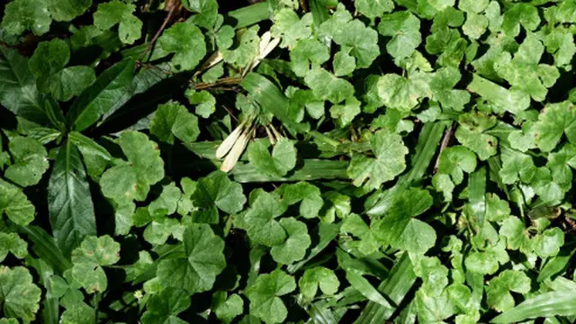 Clover/Semanggi (Foto: Freepik)