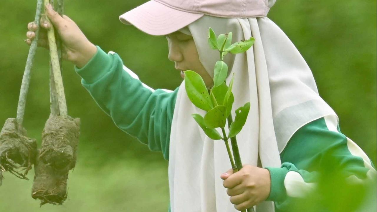 FOTO: Aksi Pelajar Aceh Menanam Mangrove Sambut Hari Sumpah Pemuda