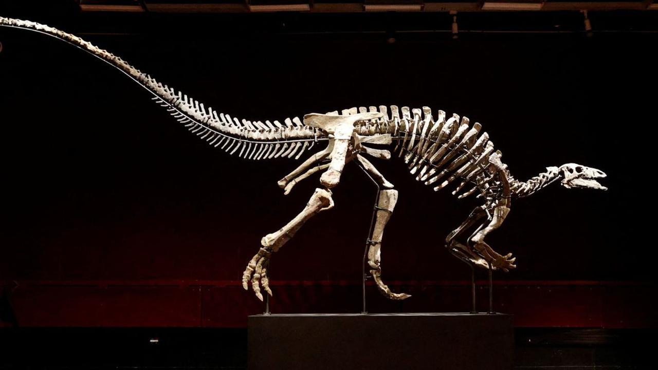 Sebuah kerangka dinosaurus yang dirawat dan diawetkan dengan sangat baik, yakni seekor Camptosaurus yang dikenal dengan nama Barry akan segera dilelang di Paris pada bulan depan.<br>