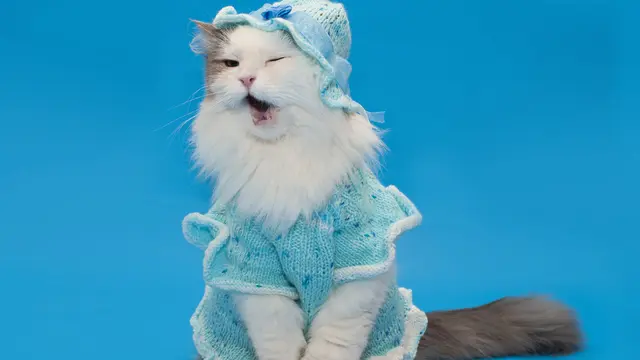 Siap Tampil Gemas, Begini Cara Pilih Kostum Imut Buat Kucingmu