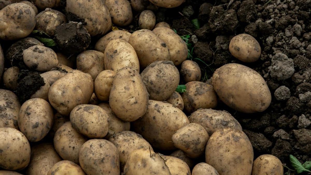 Cara Menanam Kentang di Karung untuk Maksimalkan Lahan Sempit, Hasilkan Panen Maksimal