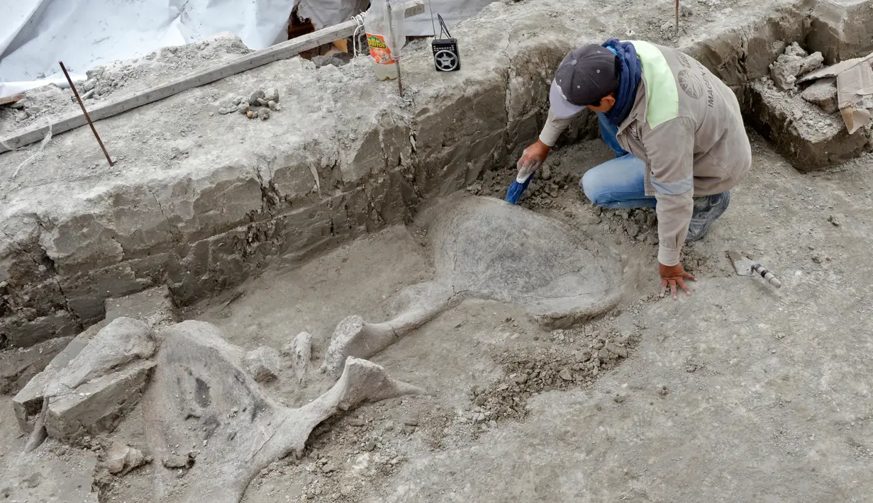 Gambar pada  6 November 2019 menunjukkan ahli membersihkan tulang mammoth yang ditemukan di Tultepec, Meksiko. Tulang belulang itu ditemukan dekat lokasi pemerintah Presiden Andres Manuel Lopez Obrador membangun bandara baru untuk Mexico City. (Photo by HO / INAH / AFP)