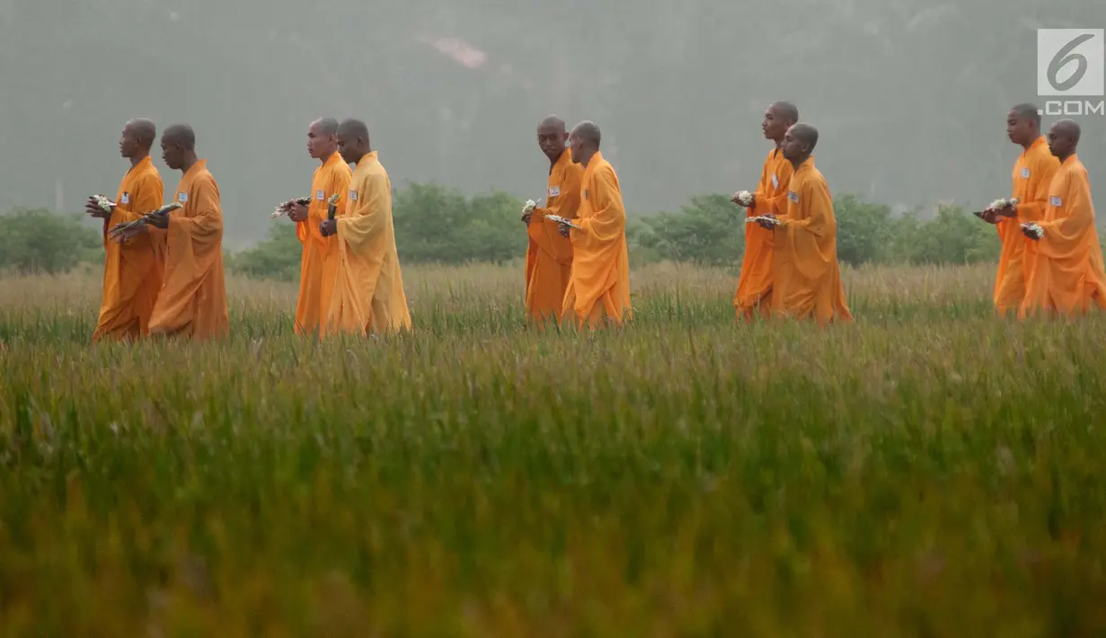Para Bikkhu berjalan melewati area persawahan menuju Candi Blandongan saat melaksanakan prosesi Puja Waisak 2561 BE di komplek Candi Jiwa, Batujaya, Karawang, Jawa Barat (21/5). (Liputan6.com/Gempur M Surya)
