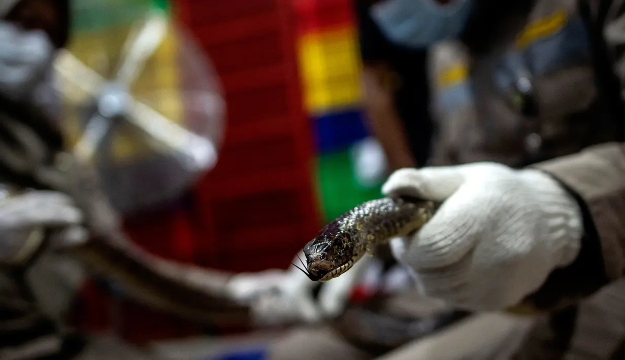 Petugas melakukan pemeriksaan kesehatan ular sebelum proses packing di salah satu perusahaan eksportir di Surabaya, 13 Februari 2019. Sebanyak 800 ekor ular jali dari Indonesia dalam keadaan hidup dikirim ke Guangzhou, China via udara (Juni Kriswanto/AFP