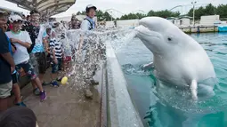 Seekor beluga menyemprotkan air ke arah pengunjung  saat atraksi musim panas di akuarium Laut Paradise Hakkeijima di Yokohama, Tokyo (16/7). Beluga juga memiliki leher yang sangat fleksibel yang memungkinkan untuk mengangguk. (AFP Photo/Kazuhironogi)