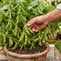 Cara Menanam Edamame di Rumah dalam Pot, Mudah dan Praktis