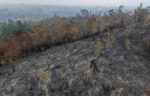 Kebakaran Hutan Meluas di Kalimantan Barat
