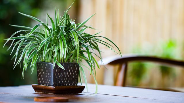 Spider Plant