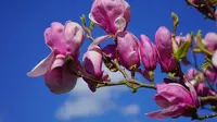Bunga Magnolia Memiliki Manfaat Bagi Kesehatan Kulit (Hans/Pixabay)