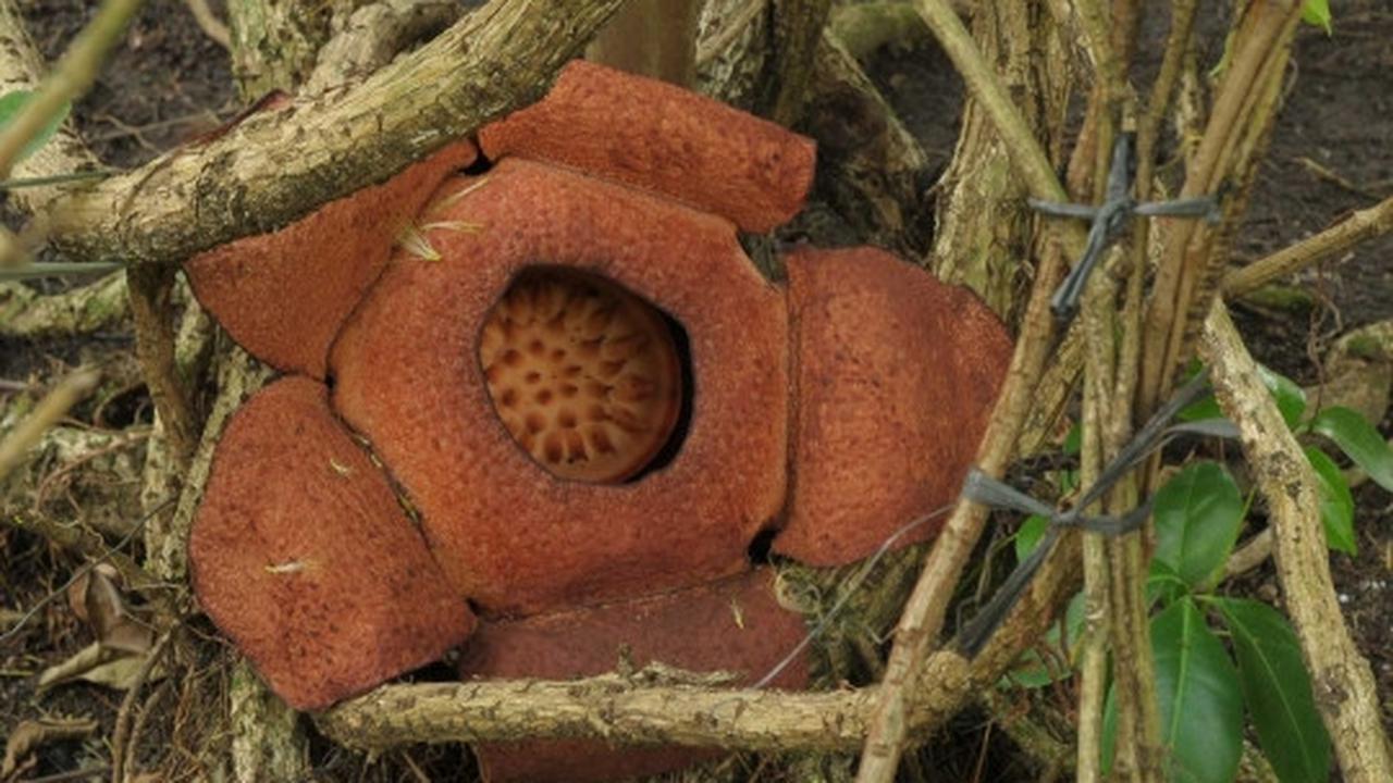 Melihat Rafflesia Patma yang langka tumbuh mekar di Kebun Raya Bogor
