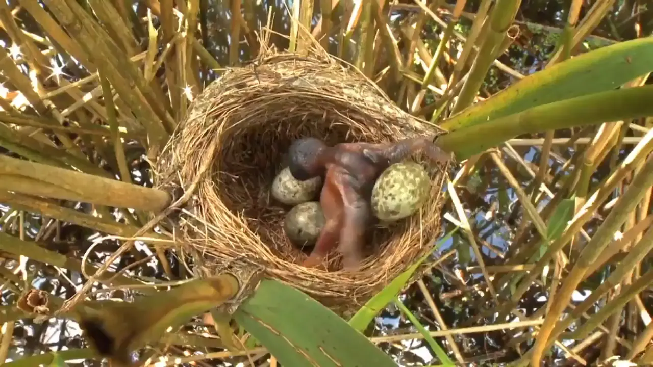 Bayi Burung Kukuk (Foto Screenshot Twitter @FrVerheggen)