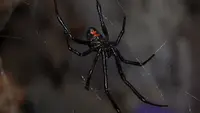 Laba-laba janda hitam atau black widow spider. (Wikimedia/Creative Commons)