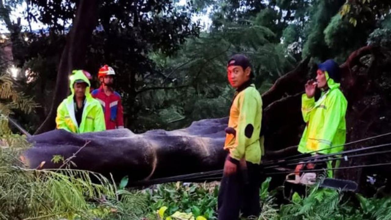 Petugas Evakuasi Dua Pohon Tumbang Jakarta Timur Akibat Hujan Deras dan Angin Kencang