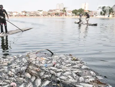 Warga menggunakan rakit saat mengumpulkan bangkai ikan Mujair di Situ Rawa Besar, Lio, Depok, Jawa Barat, Kamis (20/8/2020). Sejak dua hari terakhir ribuan ekor ikan Mujair mati dan memenuhi Situ Rawa Besar yang menurut warga setempat disebabkan oleh faktor cuaca. (merdeka.com/Iqbal S. Nugroho)