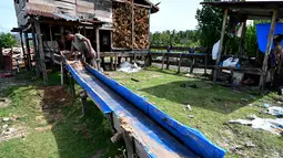 Seorang pekerja mengolah bahan dari pohon sagu di sebuah desa di Labuhan Haji, provinsi Aceh selatan (26/10/2021). Pohon Sagu, atau Rumbia, banyak tumbuh di berbagai wilayah di Indonesia. (AFP/Chaideer Mahyuddin)