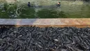 Petugas Penanganan Prasarana dan Sarana Umum (PPSU) mengangkat jaring berisi ikan sapu-sapu di kawasan Setu Babakan, Jakarta Selatan, Jumat (17/4/2026). Operasi penangkapan ikan sapu-sapu dilakukan serentak di lima wilayah DKI Jakarta. (merdeka.com/Arie Basuki)