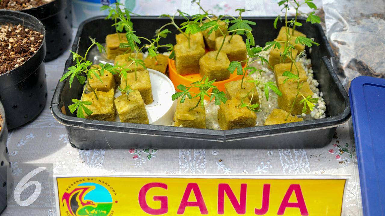 20160427-Kebun-Ganja-Jakarta-Yoppy-Renato