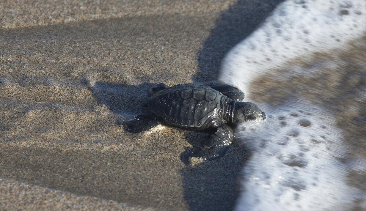 Seekor bayi penyu dilepaskan ke laut di Bali, Indonesia, Selasa (6/7/2021). Puluhan penyu Lekang yang baru menetas dilepasliarkan dalam kampanye penyelamatan penyu yang terancam punah. (AP Photo/Firdia Lisnawati)