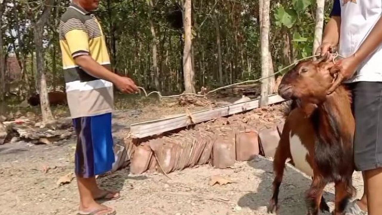 Donatur Kambing