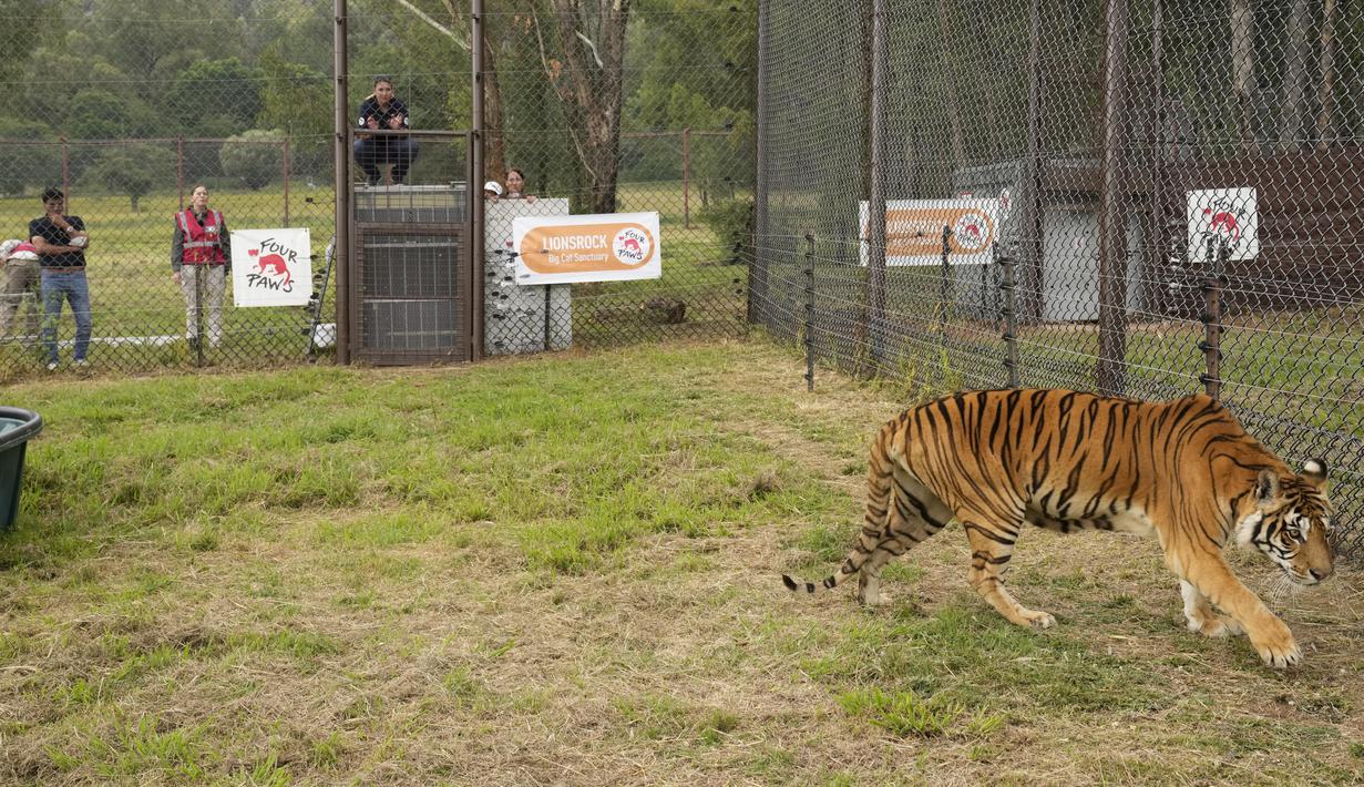 Seekor harimau dilepaskan ke dalam kandang di Lionsrock Big Cat Sanctuary di Bethlehem, Afrika Selatan, Sabtu (12/3/2022). Empat harimau sebelumnya selama 15 tahun tinggal di gerbong kereta yang ditinggalkan rombongan sirkus di San Luis, Argentina Barat. (AP Photo/Themba Hadebe)