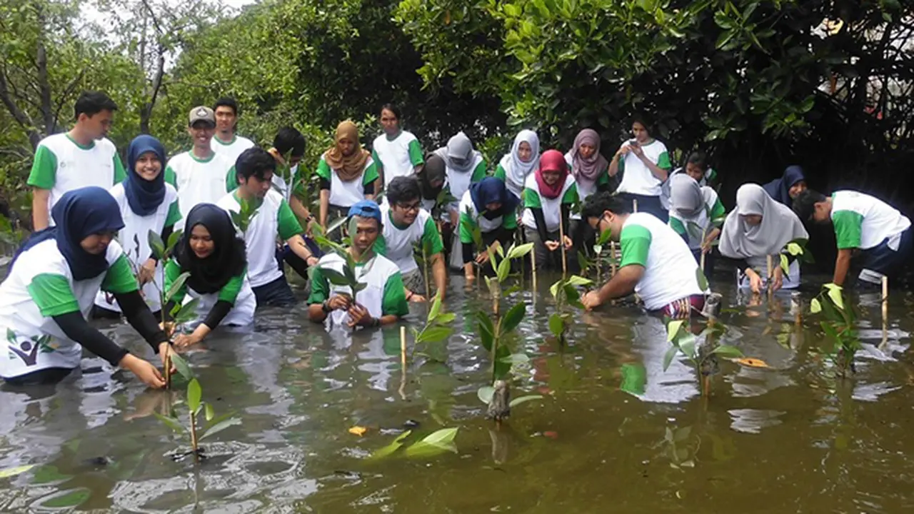KOPHI Tanam 1000 Mangrove di Elang Laut