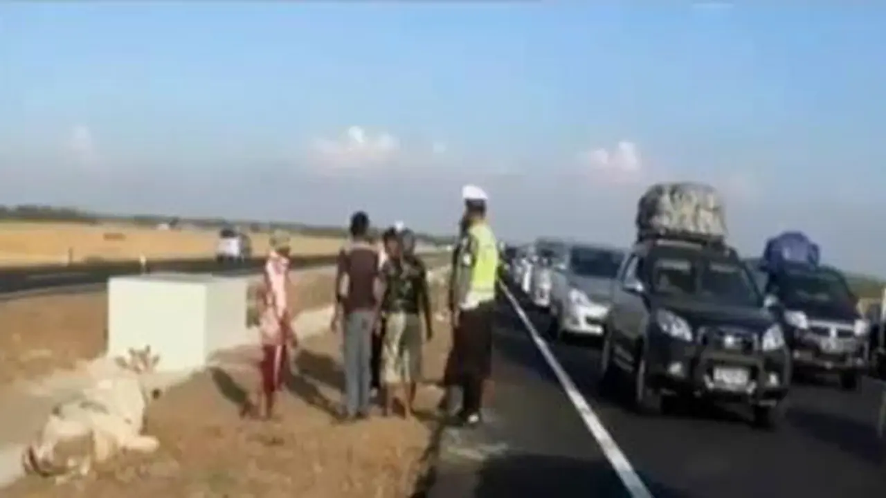 20150726-Tol-Cipali-Rawan-Sapi-Majalengka