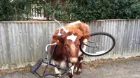 Ada-ada saja tingkah sapi ini. Ia tersangkut di rangka sepeda yang berada di dekatnya.