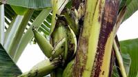 Fenomena unik buah pisang muncul di tengah batang pohonnya terjadi di Surabaya. (Liputan6.com/ Ist Budiono)