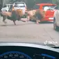 Video viral singa seruduk mobil diduga terjadi di Taman Safari Prigen, Pasuruan, Jawa Timur. (dok. tangkapan layar video TikTok @youkopi107/https://www.tiktok.com/@youkopi107/video/7198577433799413018)
