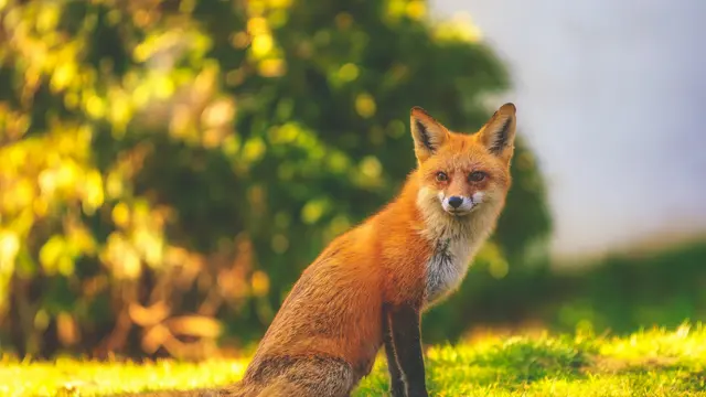 Red Fox