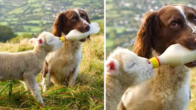 7 Potret Persahabatan Unik Hewan Beda Spesies Ini Bikin Gemas