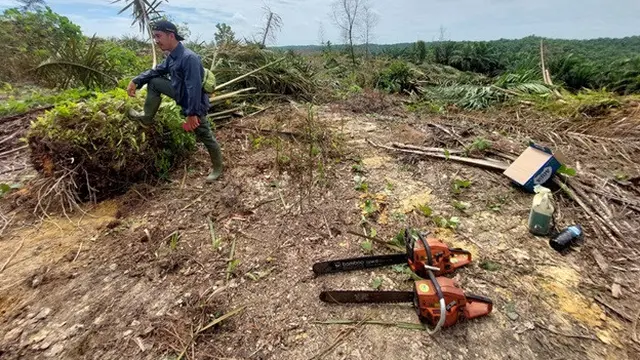 Pohon-pohon Sawit di Lahan Taman Nasional Tesso Nilo Mulai Ditebang demi Pulihkan Keadaan