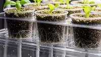 Cara Membuat Hidroponik Mini dengan Sirkulasi Air Alami Tanpa Pompa, Praktis dan Hemat